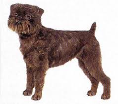 犬を家族に迎える前に